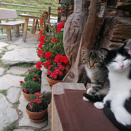 Birnbaum Chalets กรอสซาร์ล ภายนอก รูปภาพ