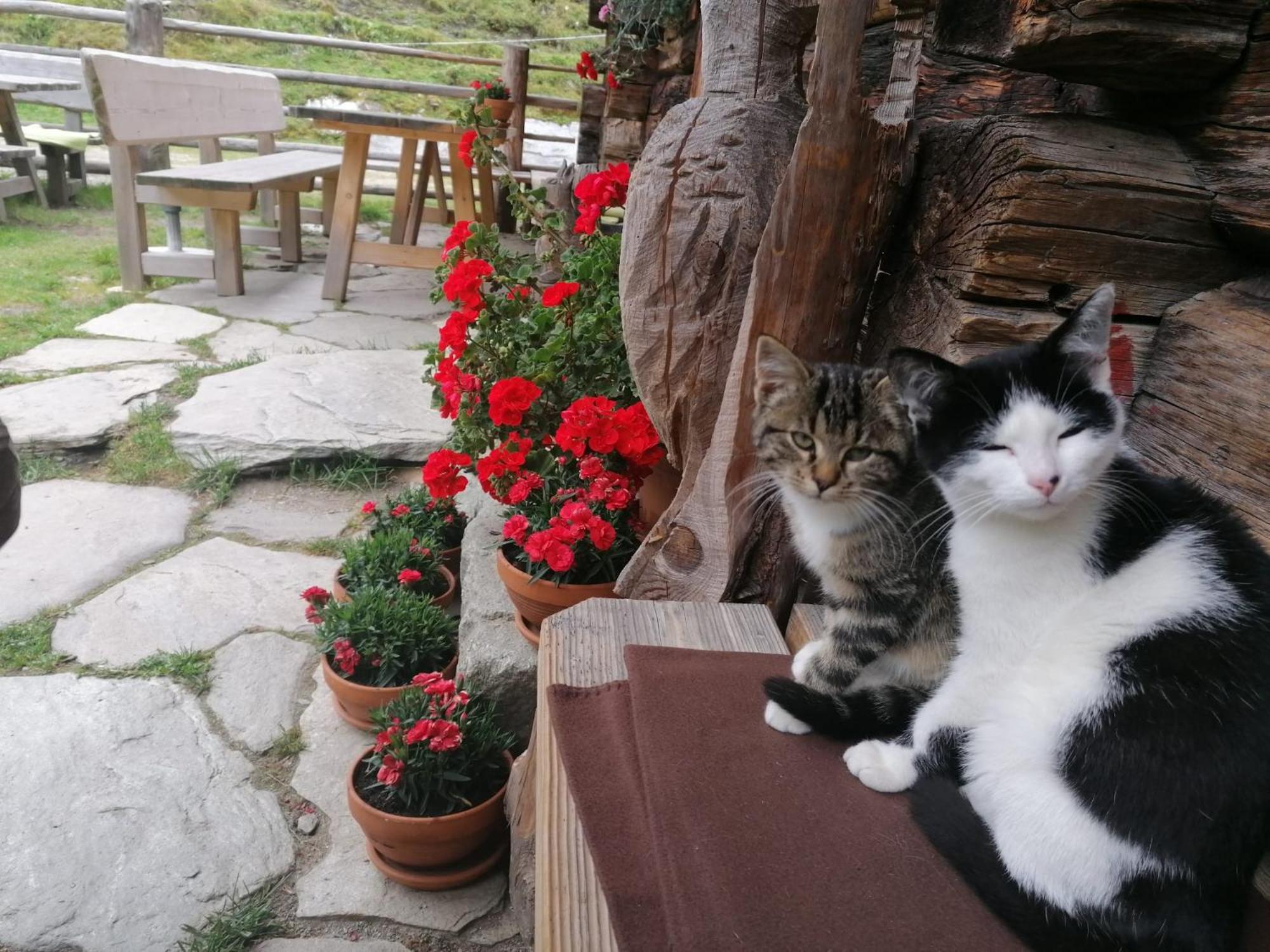 Birnbaum Chalets กรอสซาร์ล ภายนอก รูปภาพ